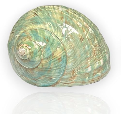 Carcasa turbo grande, conchas marinas de 3 a 4 pulgadas, conchas marinas para decoración, conchas para manualidades, decoración costera del hogar y
