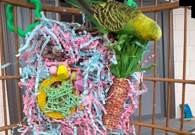 Parakeet Toys, Bird Toy Conure Grass Mat Budgie Shredder Hanging Set Cockatiel Foraging Toys Parrot Climbing WallToy Lovebird Cage Accessories for Small Birds (360 Spinning Toy) - image 8