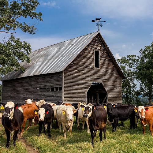 Miniatura 2 de Veleta de vaca - 6 colores disponibles - Veleta para exteriores - Decoración de techo de metal - Soporte incluido (4 a elegir) - Veleta de aluminio