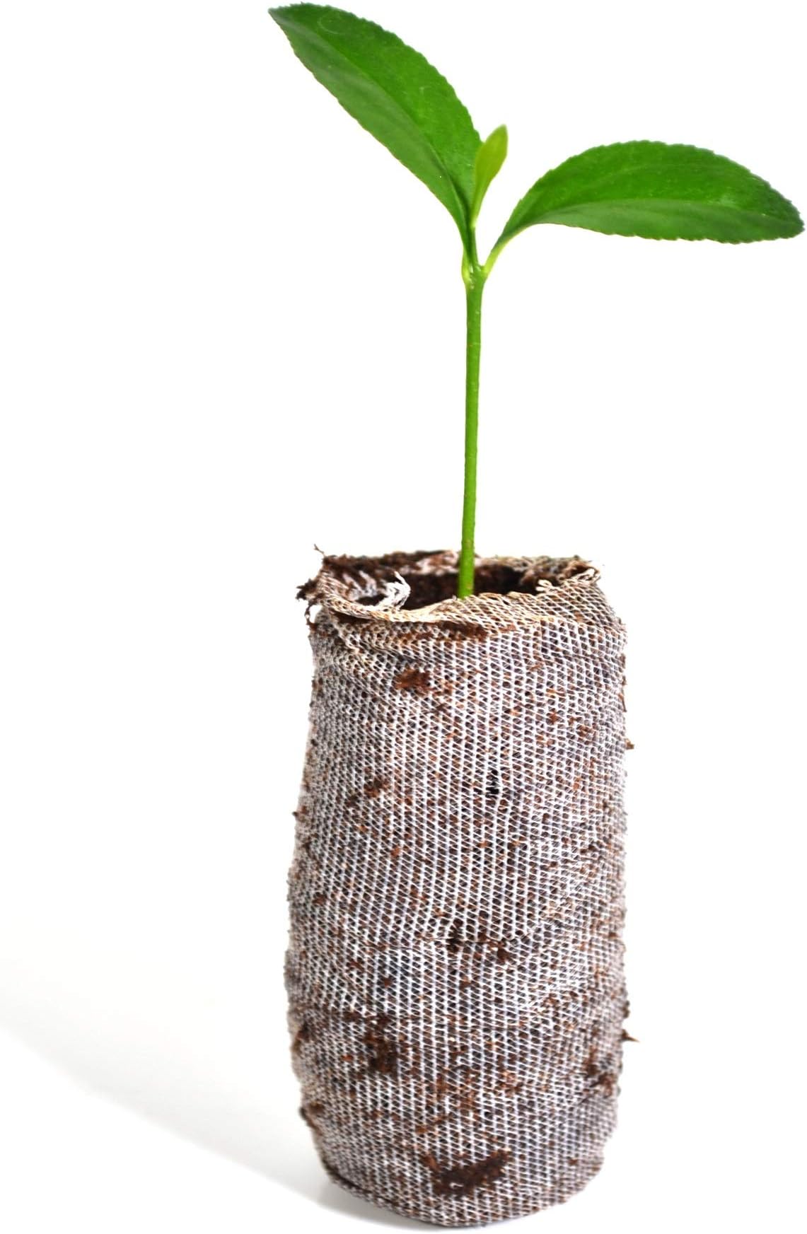 Calamondin Tree - × Citrofortunella microcarpa - Starter Plug (See State Restrictions)