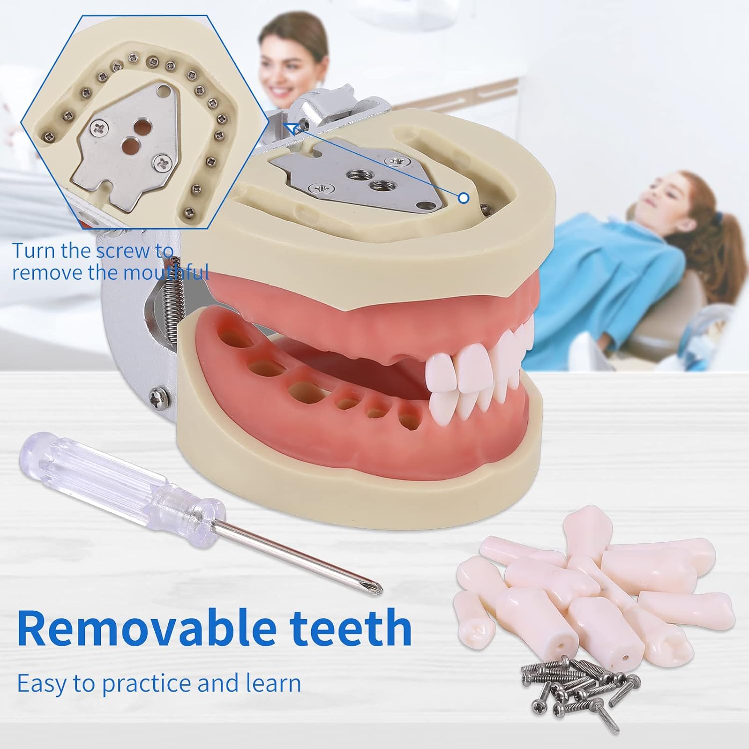 Dental Typodont Teeth Model - Removable Tooth Teach Practice Model Teaching Study Typodont Demonstration Model Come with a Small Screwdriver…