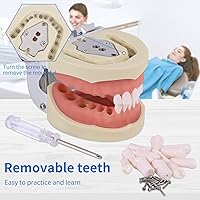 Vista 3 de Modelo dental de dientes Typodont - Diente extraíble Enseña Modelo de práctica de enseñanza Estudio Modelo de demostración de Typodont Viene con un