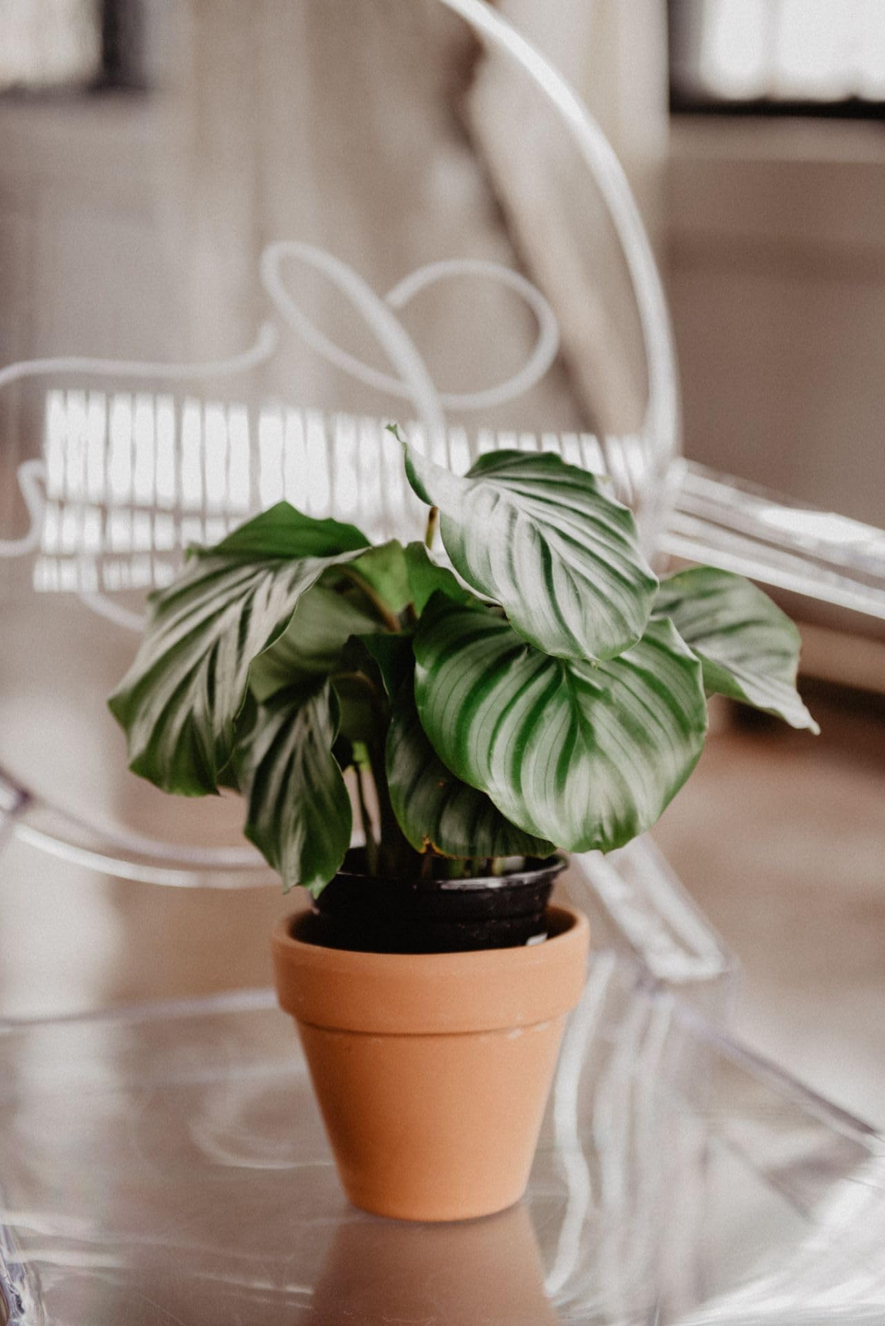 Calathea Orbifolia Steckling : Amazon.de: Garten