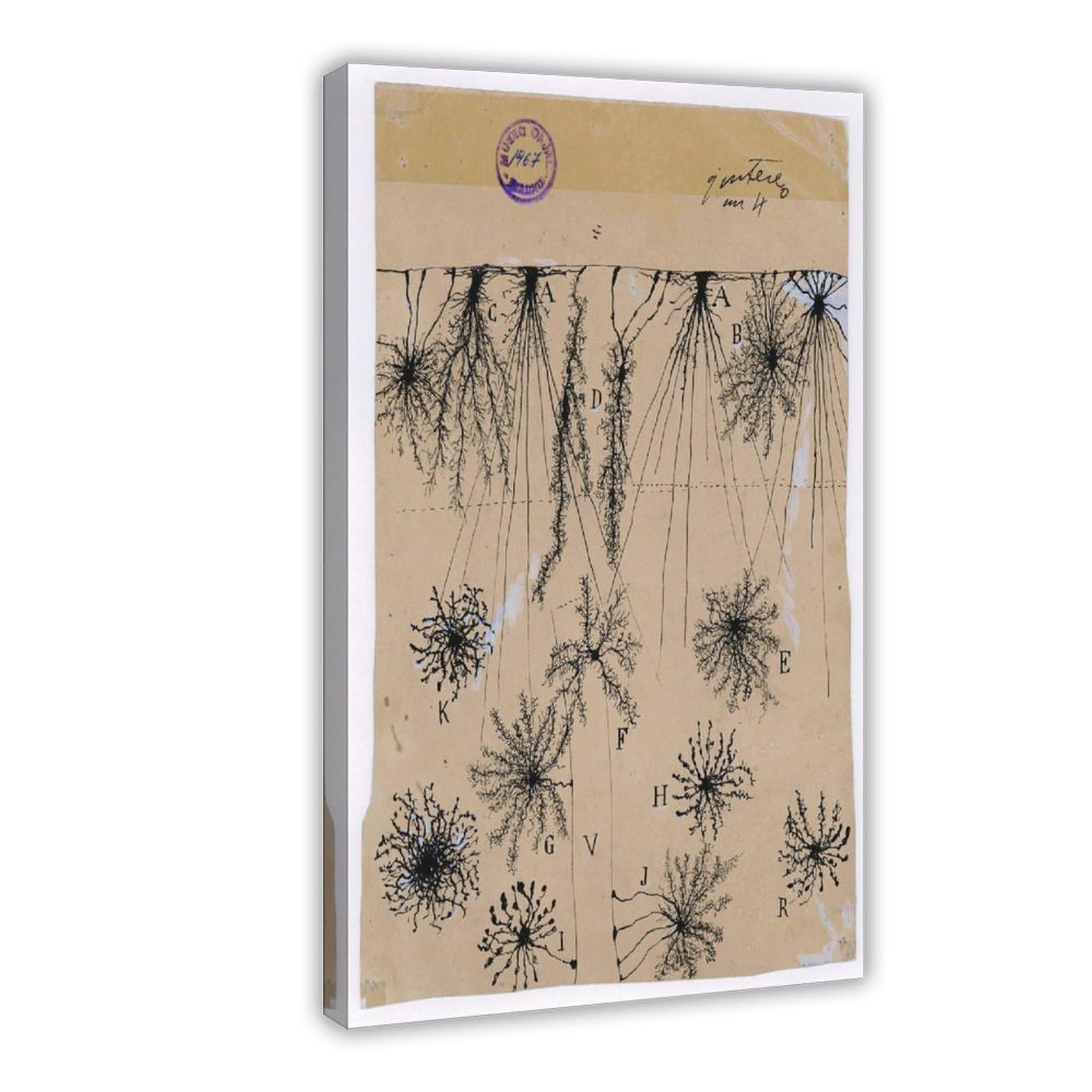 Cuadro de neuronas Cajal – Póster de anatomía cerebral antigua de células gliales para dormitorio, lienzo para decoración de pared, oficina, habitación, decoración estética, marco de regalo, 12 x 18