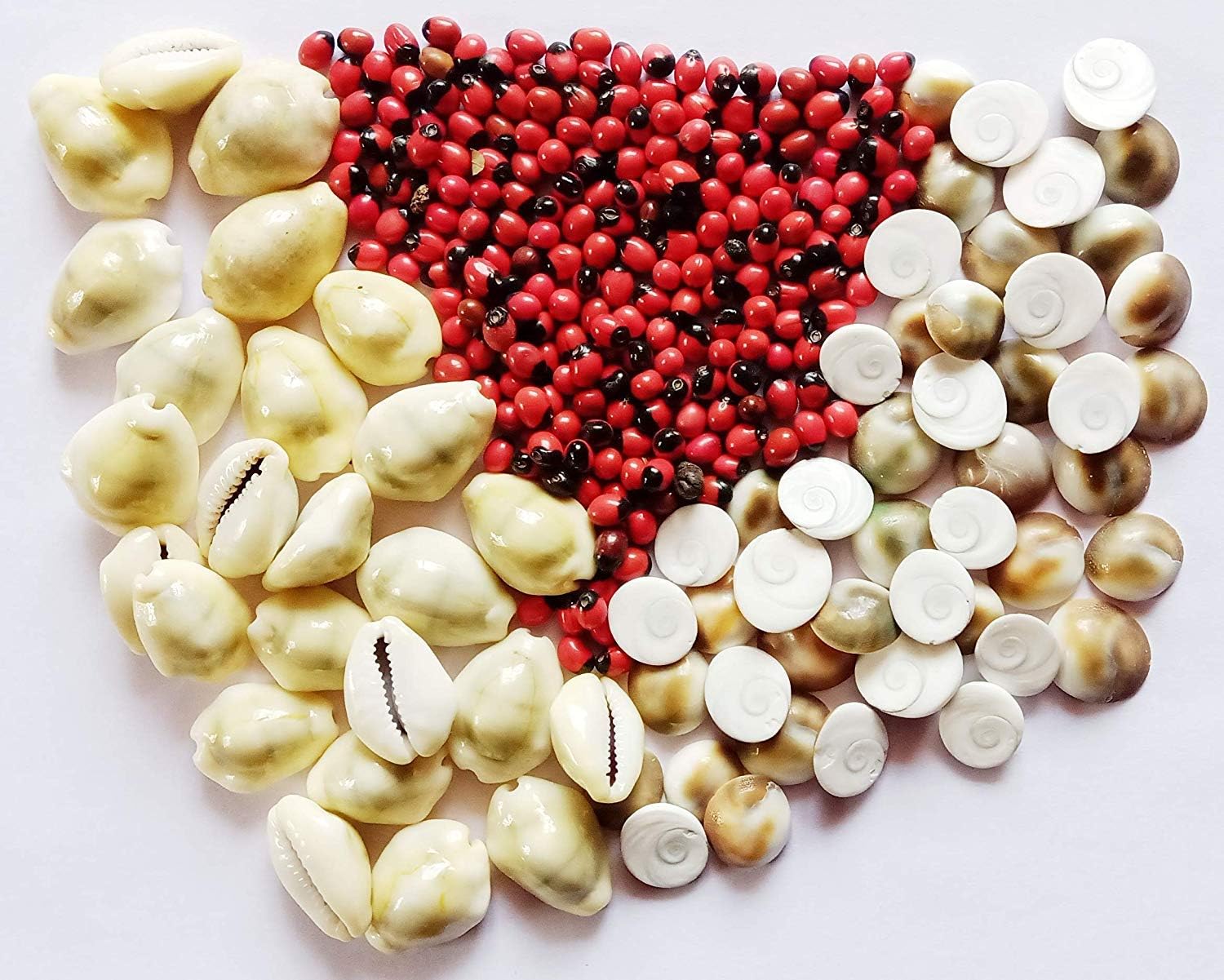 Pmw - Natural and Very Rare Siddha Gomati Chakra (11 Pieces), Rakta (Red) Gunja/Chirmi Beads (51 Pieces) & PILI Kawdi (11 Pieces) for Goddess Lakshmi & Vastu