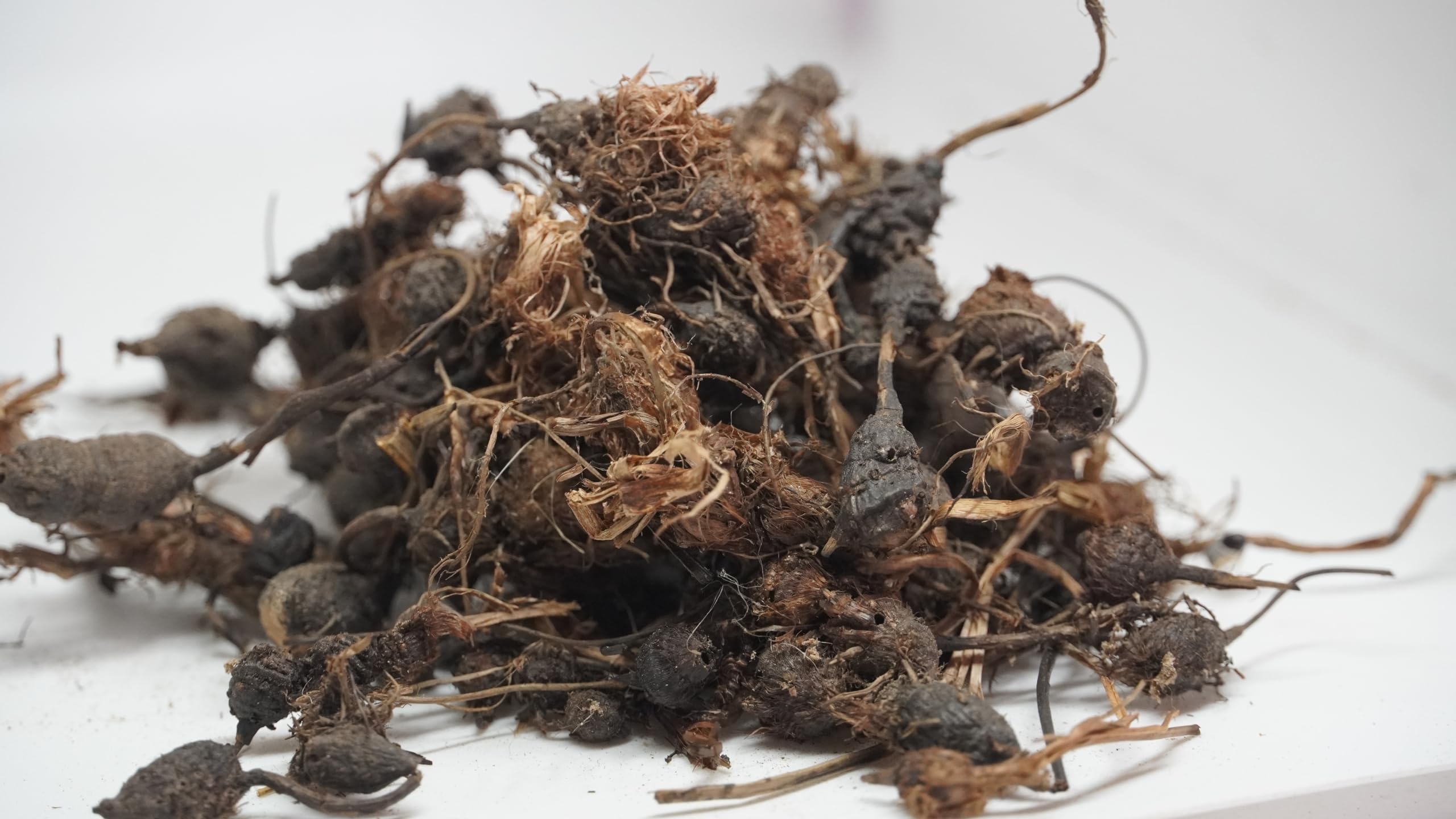 THOGAI’S-” KORAI KILANGU”-Cyperus Rotundus/Purple Nut Sedge/Nut Grass/கோரைக்கிழங்கு / Korai Kilangu/मोठ/नगरमोठ/Motha/Nagarmotha/Bara-nagar-motha/Korehi-jhar/Muthanga (100 GRAMS (PACK OF 1))