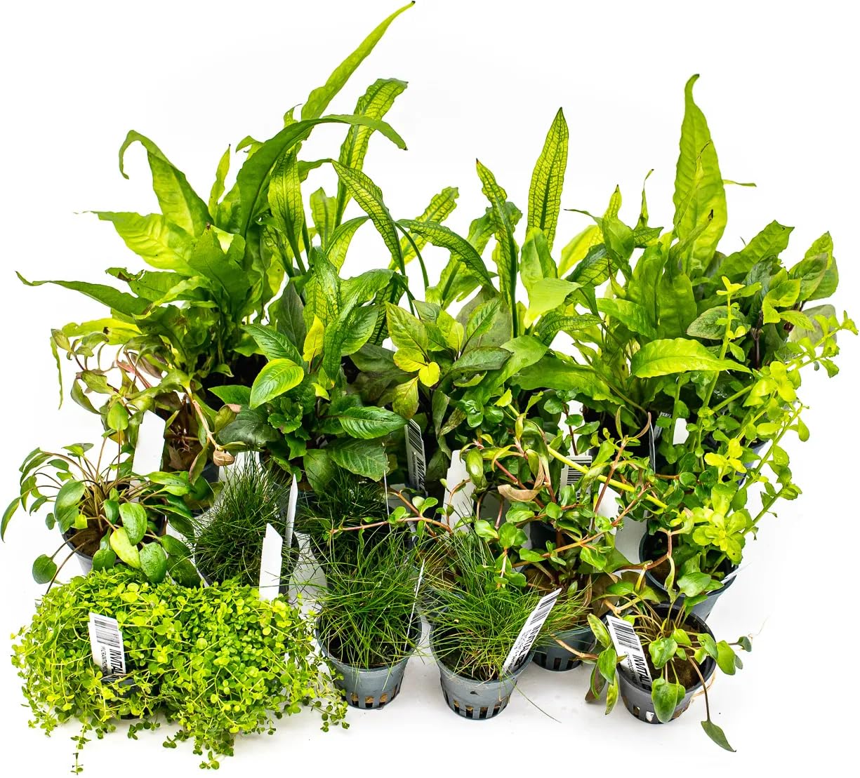 Aquarium Pflanzen Set mit 28 Pflanzen für ein Aquarium bis 350 Liter Ø 5,5 cm