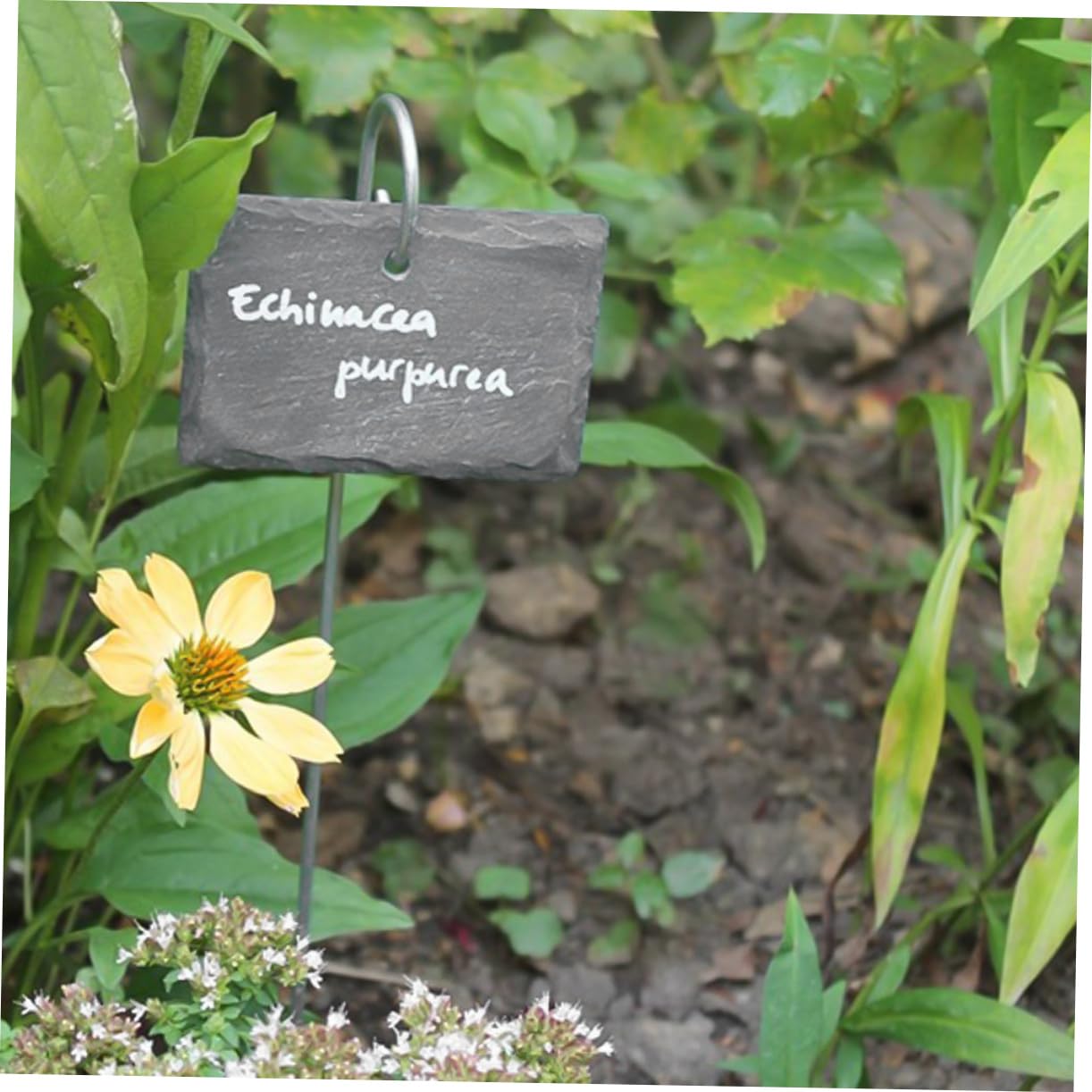 Lot de 12, Étiquettes de Plantes en Ardoise Set de Pièces