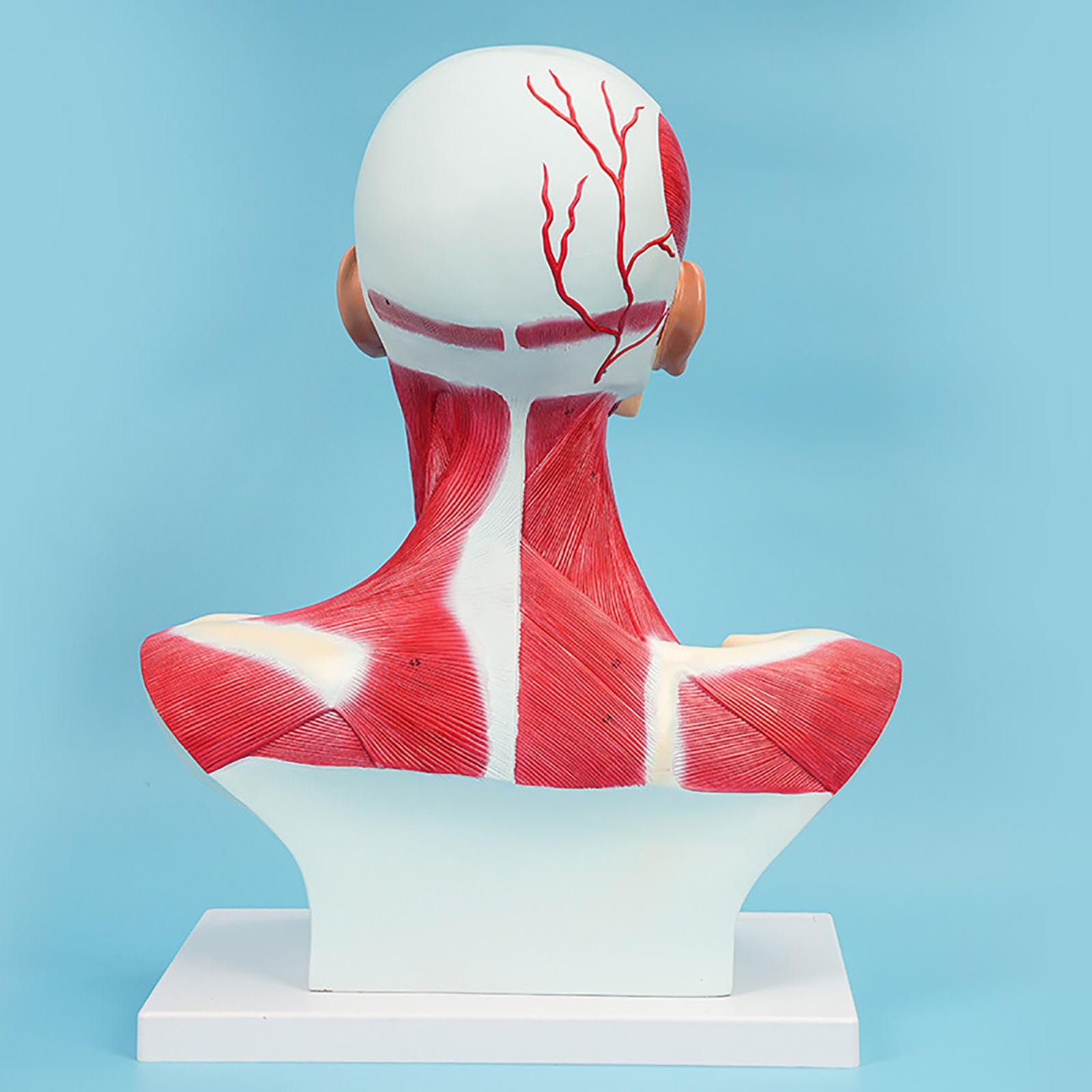 Modèle anatomique de la tête et des muscles faciaux, du cou, de la tête et de la poitrine, pour la formation, l'apprentissage et le dessin en centre de rééducation, institut médical, école d'infirmiè