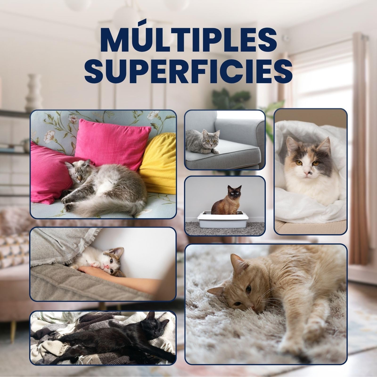 Plantawa Limpiador Enzimático Orina Gatos 4L | Neutralizador de Olores Gatos y Anti Pis Gato | Elimina Heces, Vómito y Chaolor Urina Mascotas | Textiles y Muebles