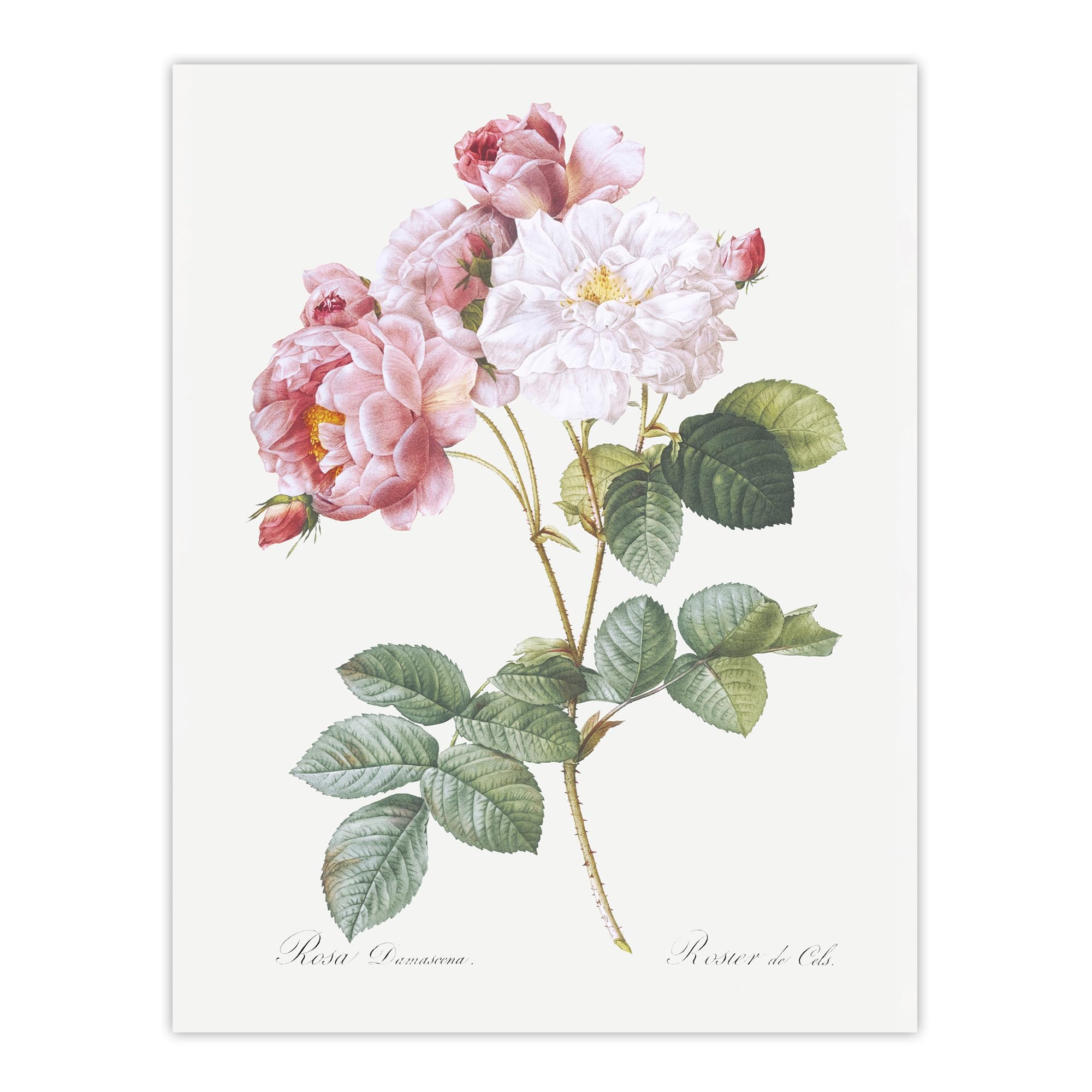 Artery8 Unframed 12X16" Pink Rosebush Flowers Unframed Wall Art Print Poster 12X16 Artwork By Redoute : Romantic Garden Piece Bringing Soft Colour And Charm To Peaceful Living Rooms