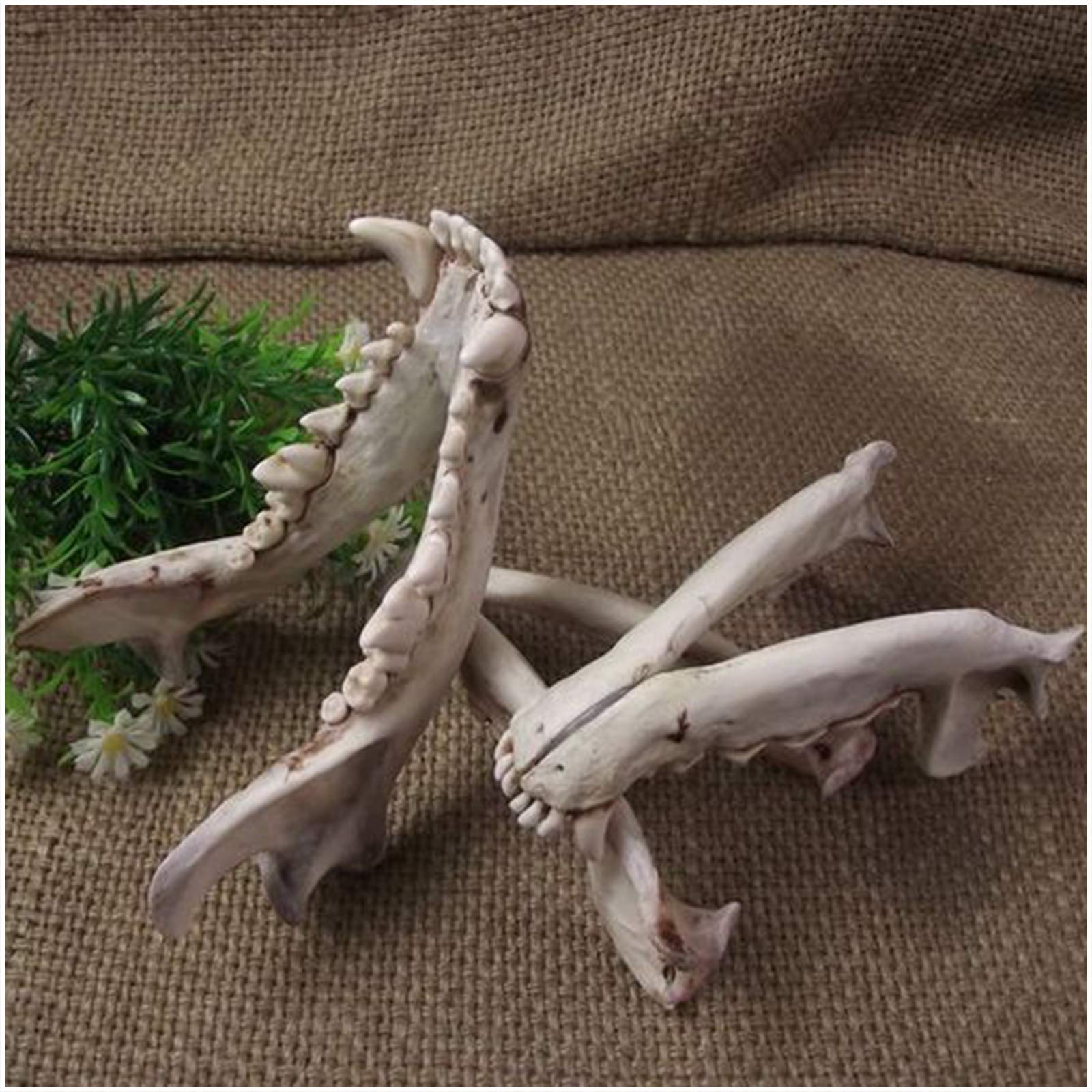 Sjdopulse A Handmade Dog Teeth Model - Nimal Resin Teeth Statue Model - 1:1 Life Size Nimal Lower Jaw Bone Replic Model Fossil Teaching Skeleton Model - For Study Teaching (A)