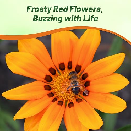 Miniatura 6 de Outsidepride Kiss Orange Gazania Semillas para plantar  50 piezas de semillas perennes, de bajo mantenimiento, tolerantes a la sequía para flores