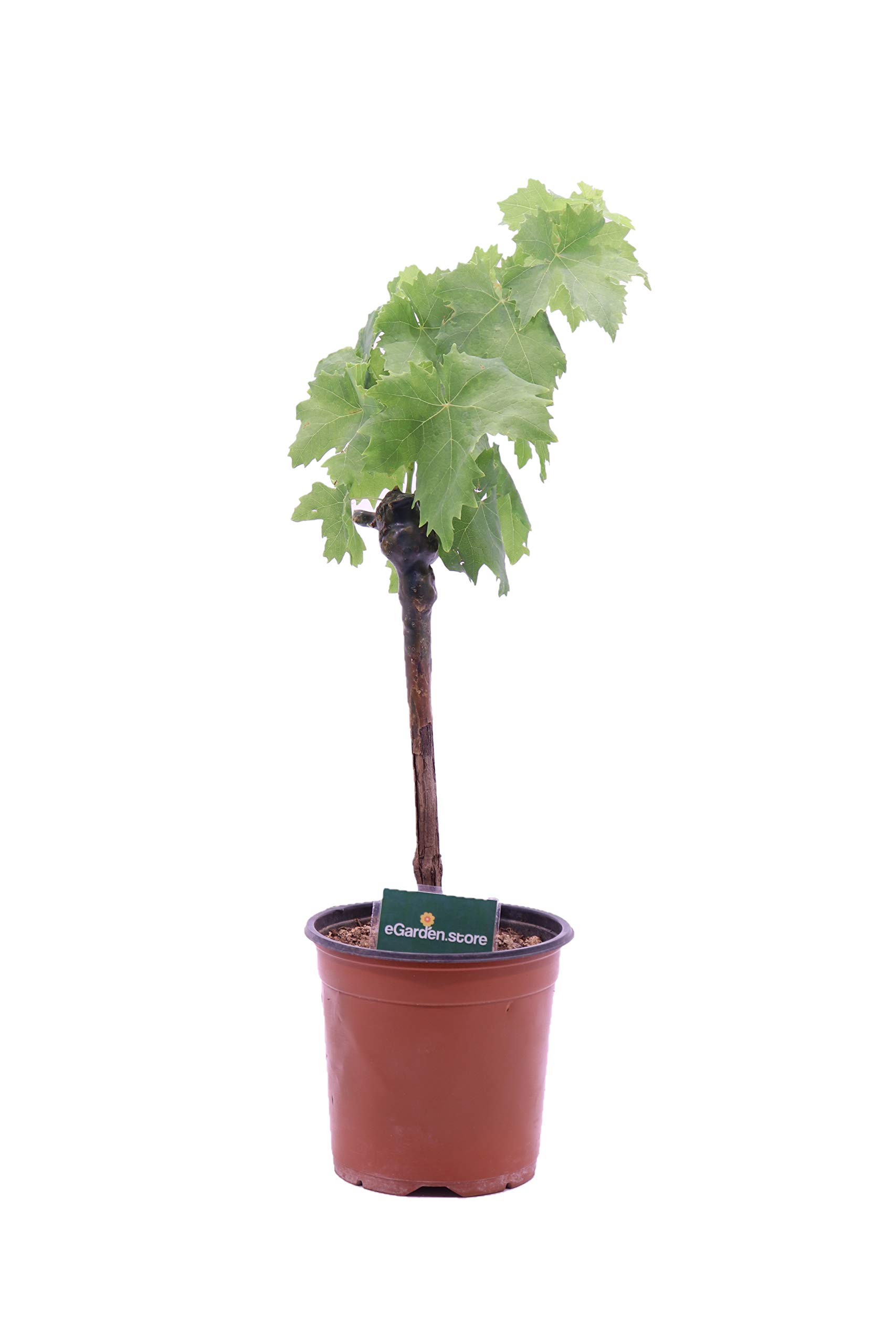 Pianta di Vite pianta di uva vigna da tavola pianta di uva innestata pianta vera di vite venduta da eGarden.store (Fragola Bianca Noah)