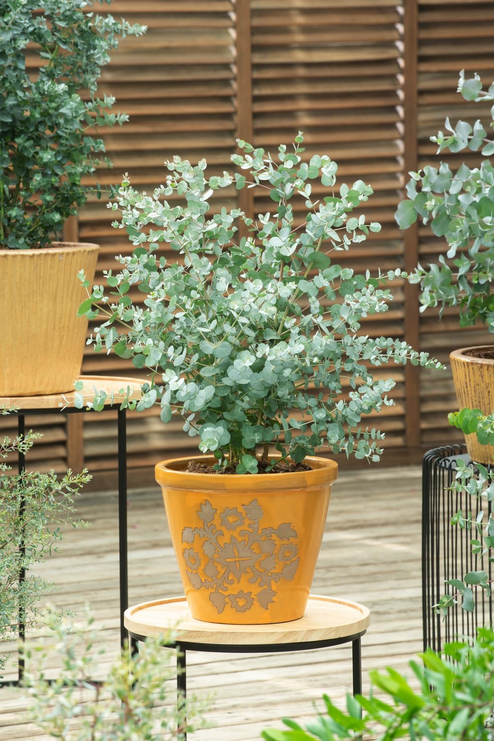 Eucalyptus gunnii Azura Strauch – Winterharter Eukalyptus für Garten & Terrasse, Aromatische Blätter, Pflegeleicht, Zierpflanze im Topf (1)