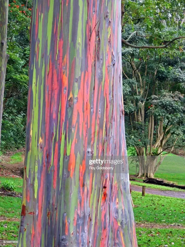 Rainbow Eucalyptus Seeds (25 Pack)