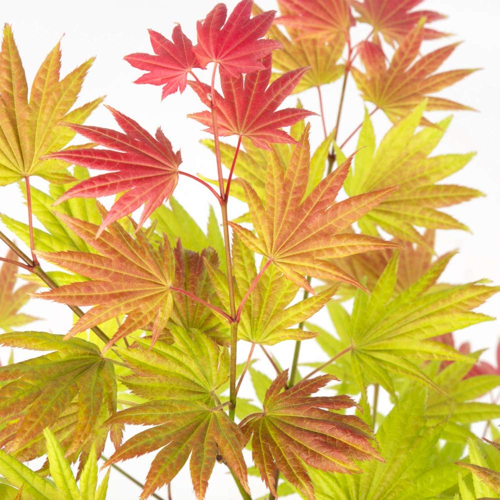 Acer palmatum ‘Moonrise’ Shirasawa Maple Hardy Tree Spring Flowering Garden Plants Grow Your Own 1 x 15cm Pot Acer palmatum ‘Moonrise’ by Thompson and Morgan