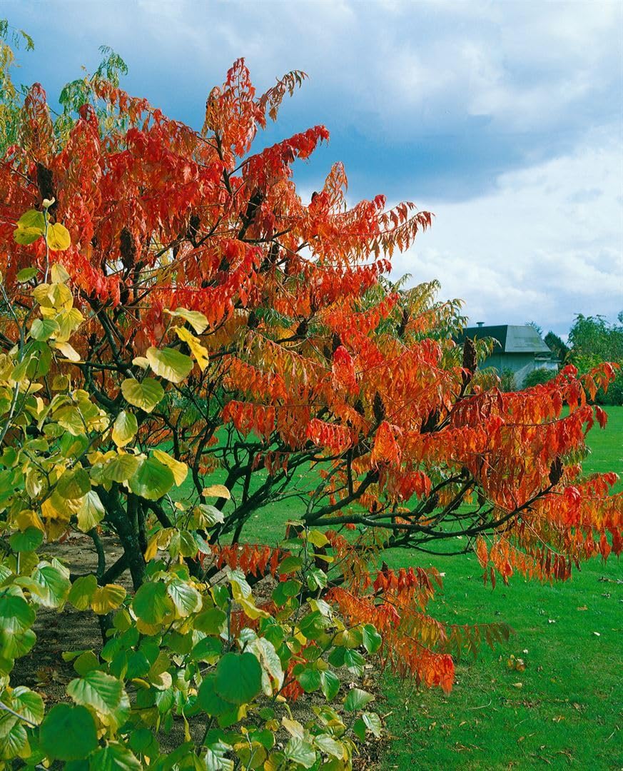 Essigbaum Rhus typhina Dissecta 60-80 cm Solitaergehoelz winterhart