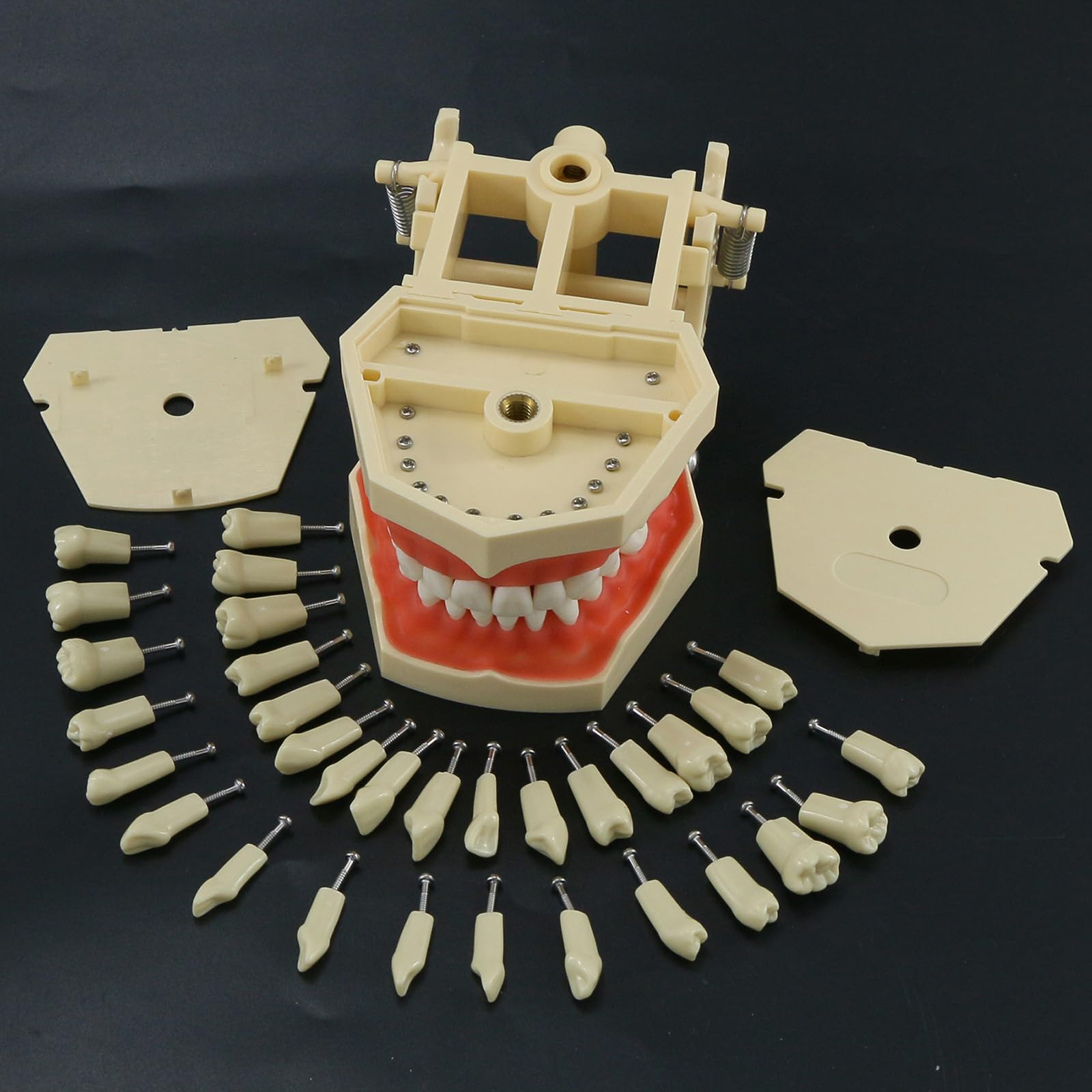 Modello di Insegnamento Orale, Modello di Preparazione del Dente Staccabile E Sostituibile a 32 Denti a Bocca Piena, Utilizzato per L'insegnamento Dentale E L'igiene Orale