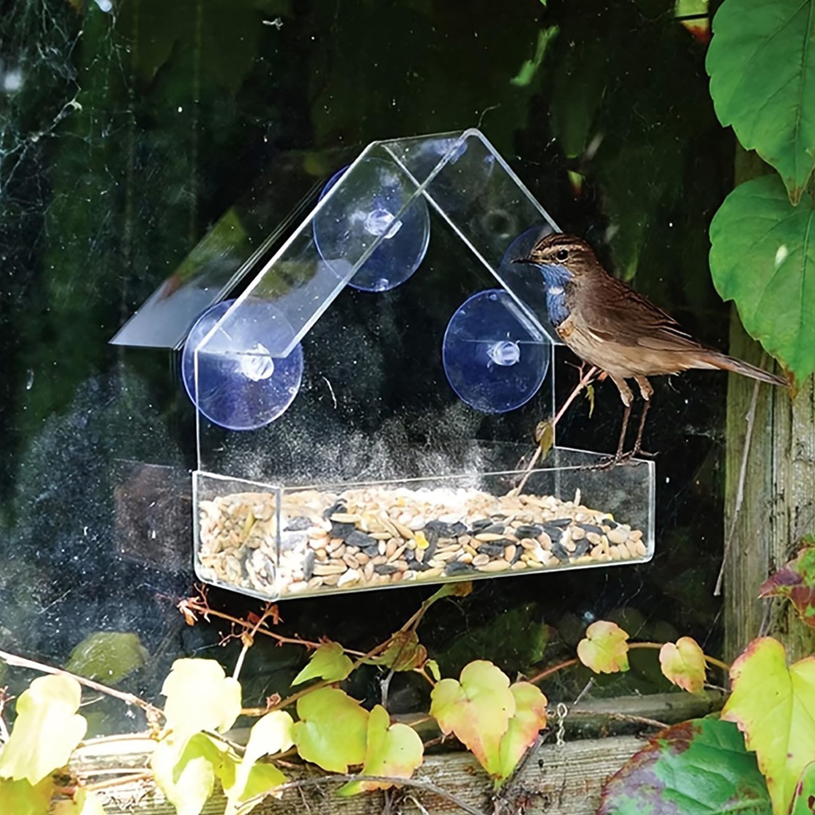 Window Bird Feeder for Outside, Small Acrylic Bird Feeder with 2 Rods, Strong Suction Cups, and Drain Holes - Image 3