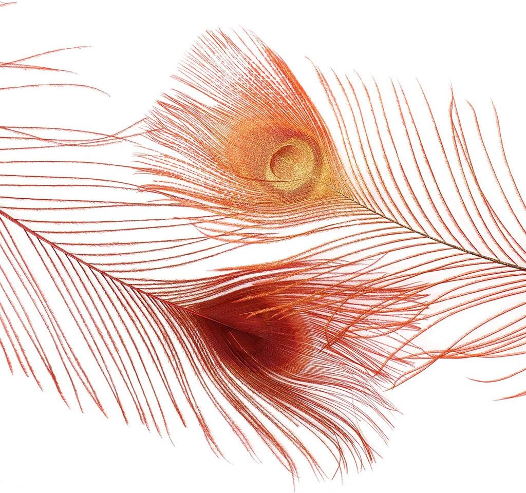 ZUCKER Peacock Tail Eyes Sprayed - Red/Gold - 30-40"