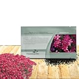 Outsidepride Cascade Red Aubrieta Rock Cress Seeds - 2000 Pcs Perennial Flower Seeds, Easy to Grow, Low Maintenance, Cascading & Low Growing, for Baskets, Rock Walls, or Ground Covers