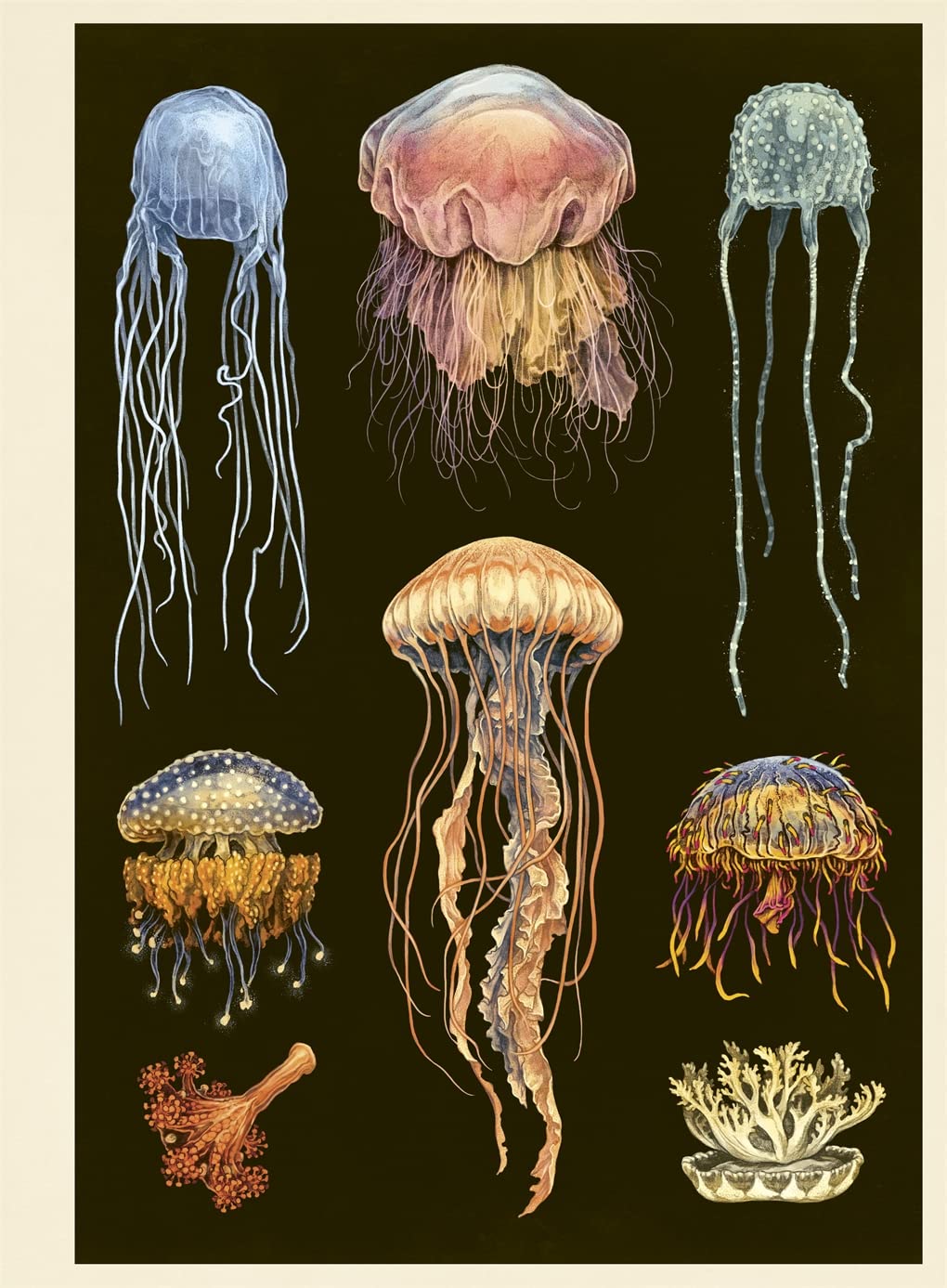 Oceanarium Poster Book: by Loveday Trinick and illustrator Teagan White