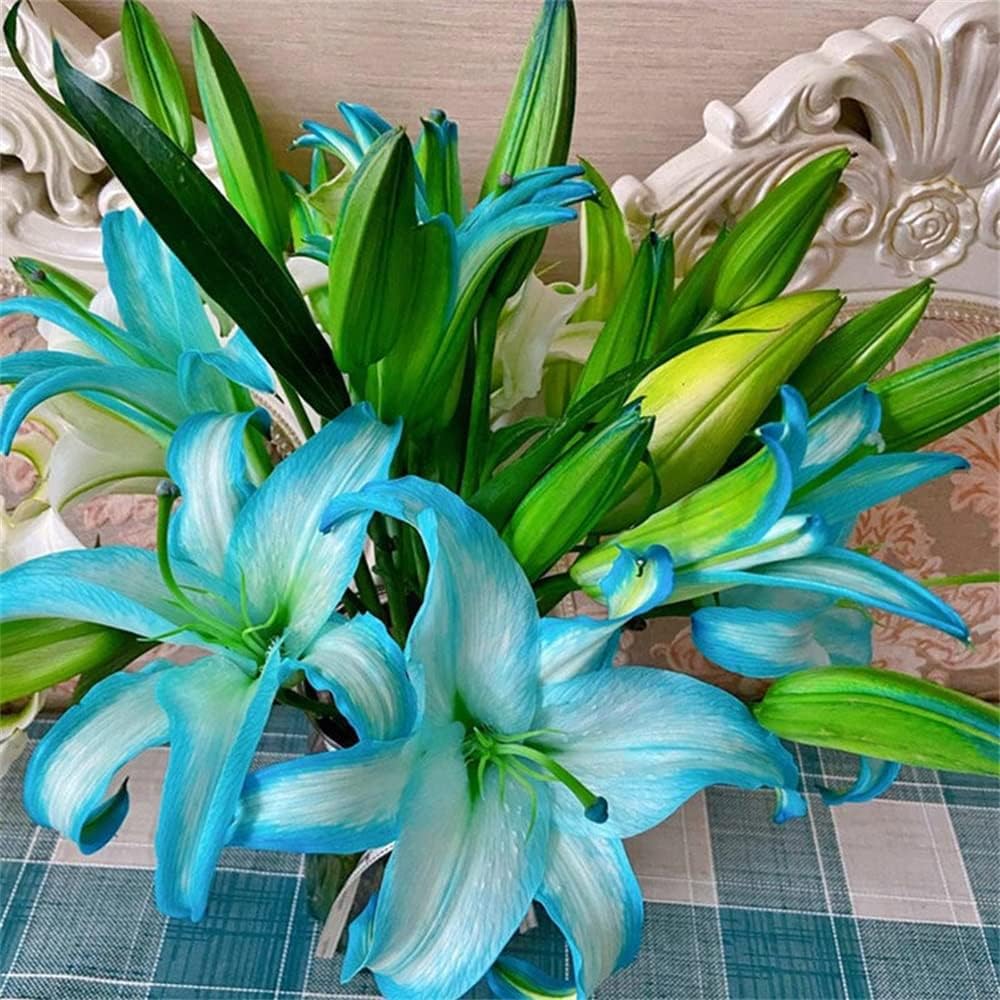 花ユリ 球根 大球 カサブランカ 22年秋商品 海外並行輸入正規品