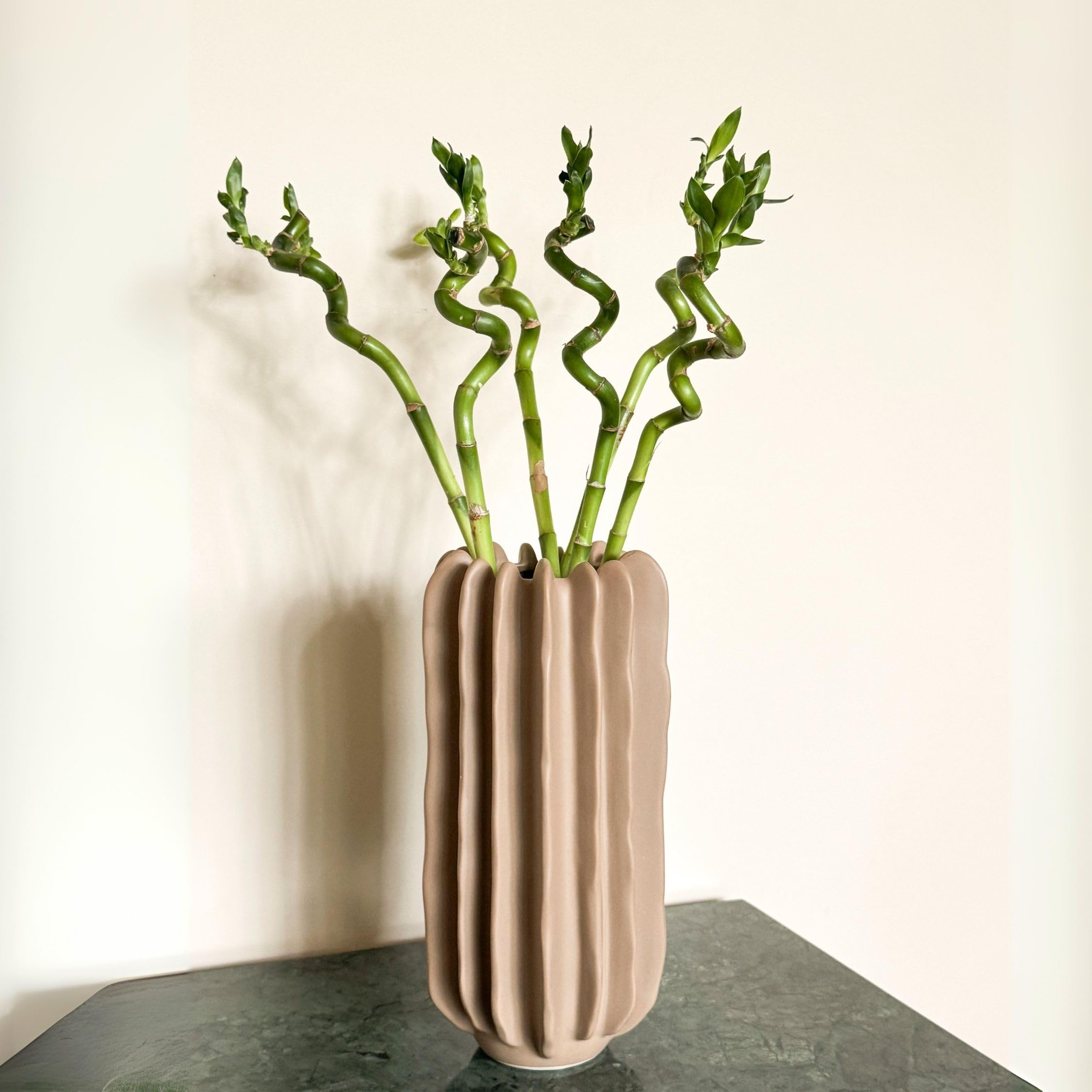 Plant in a Box - Dracaena sanderiana - Set de 12 - Lucky Bamboo - Plante de bambou porte-bonheur véritable - Hauteur 40-50cm