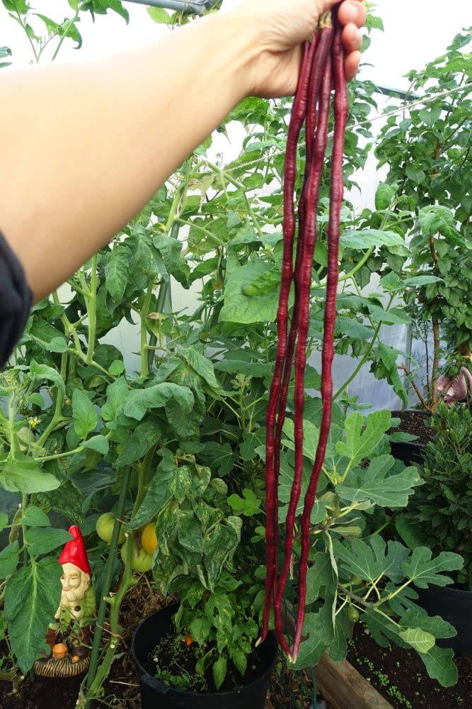 See full amazon price history chart for Golden Hills Farm Red Long Beans 40+ seeds Golden Hills Farm Red Long Beans 40+ seeds (B09K7F2NXS) Amazon Price History, Amazon Price Tracker