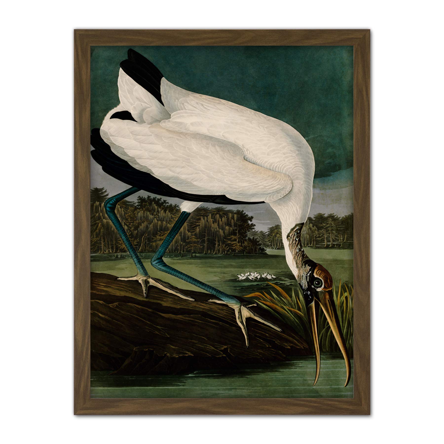 Artery8 Audubon Birds Wood Ibis Painting Artwork Framed Wall Art Print 18X24 Inch