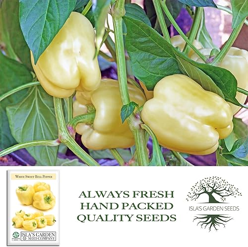 Miniatura 4 de Semillas de pimiento blanco dulce (Capsicum annuum) – Más de 20 semillas tradicionales sin OMG de Isla's Garden Seeds, sabor dulce suave, pimientos