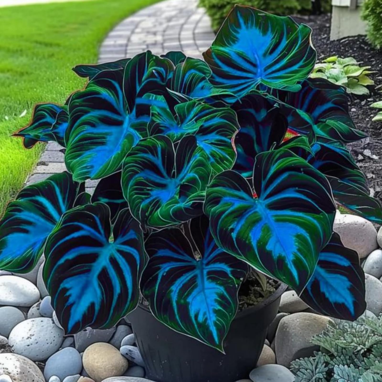 Imperial Hosta Bulbs in Bulk - Hardy Perennial, Timeless Elegance & Breathtaking Blooms, Perfect for Stunning Garden Displays-10 Bulbs-H