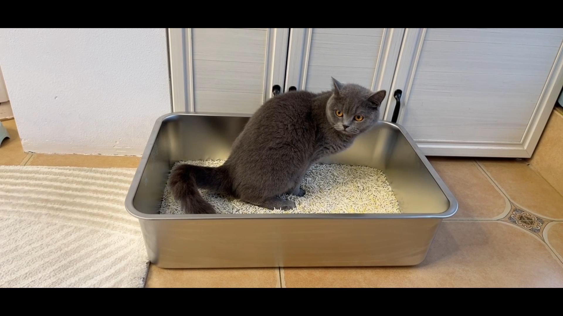 Kichwit Extra Large Stainless Steel Open Cat Litter Box with High Sides, Metal Litter Pan for Cat, 23.6 x 15.7 x 5.9 Inches - image 8