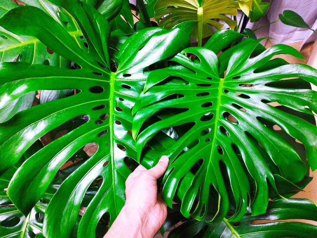 Amazon.co.jp: 4 発根済み安定株 モンステラ デリシオーサ  