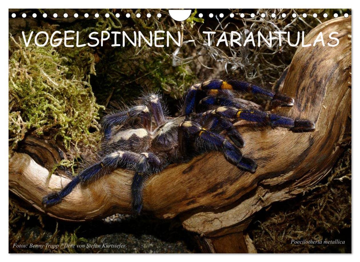 Vogelspinnen - Tarantulas (Wandkalender 2023 DIN A4 quer), Calvendo Monatskalender