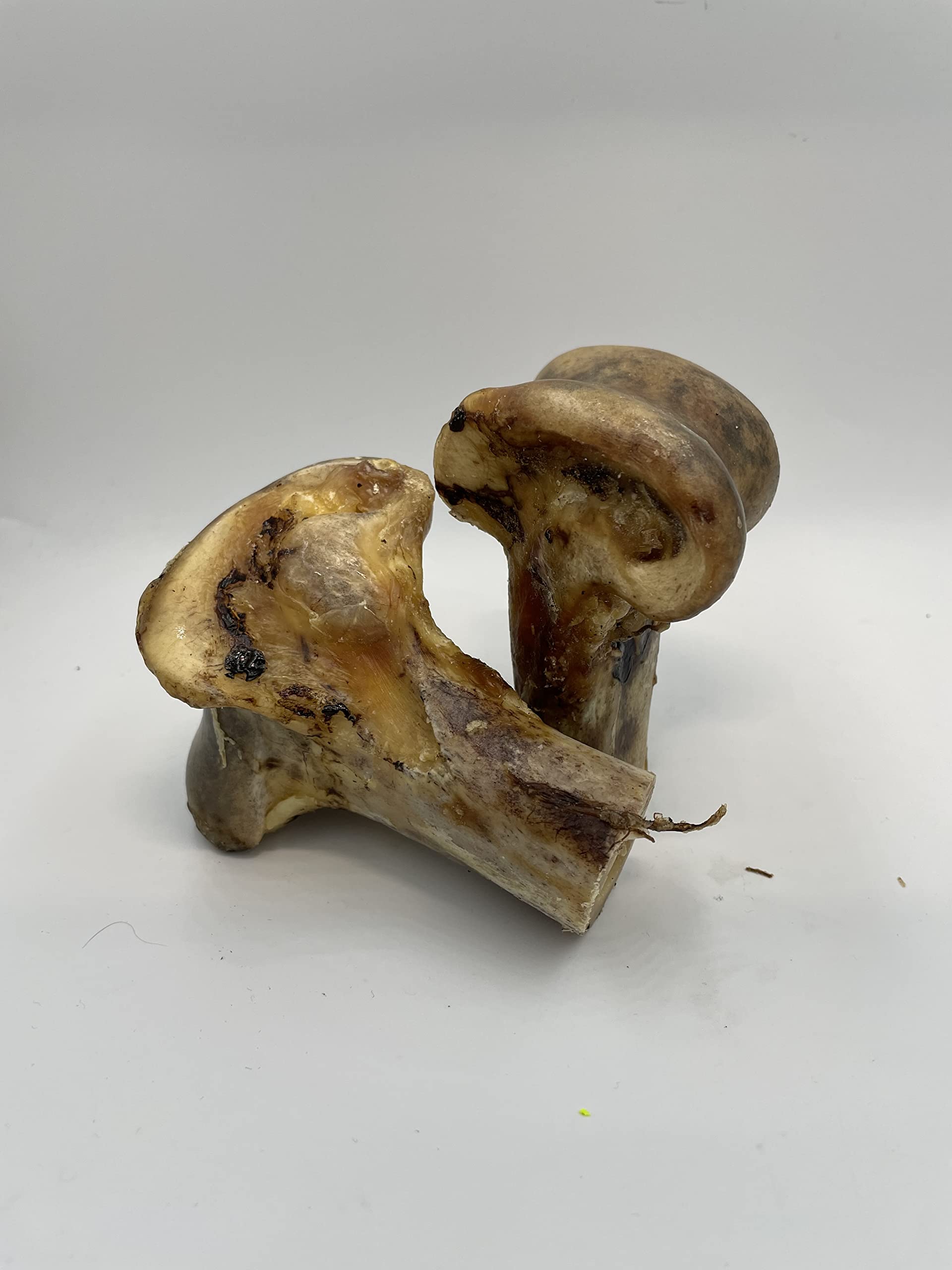 2 x Ostrich Knee Knuckle Bone