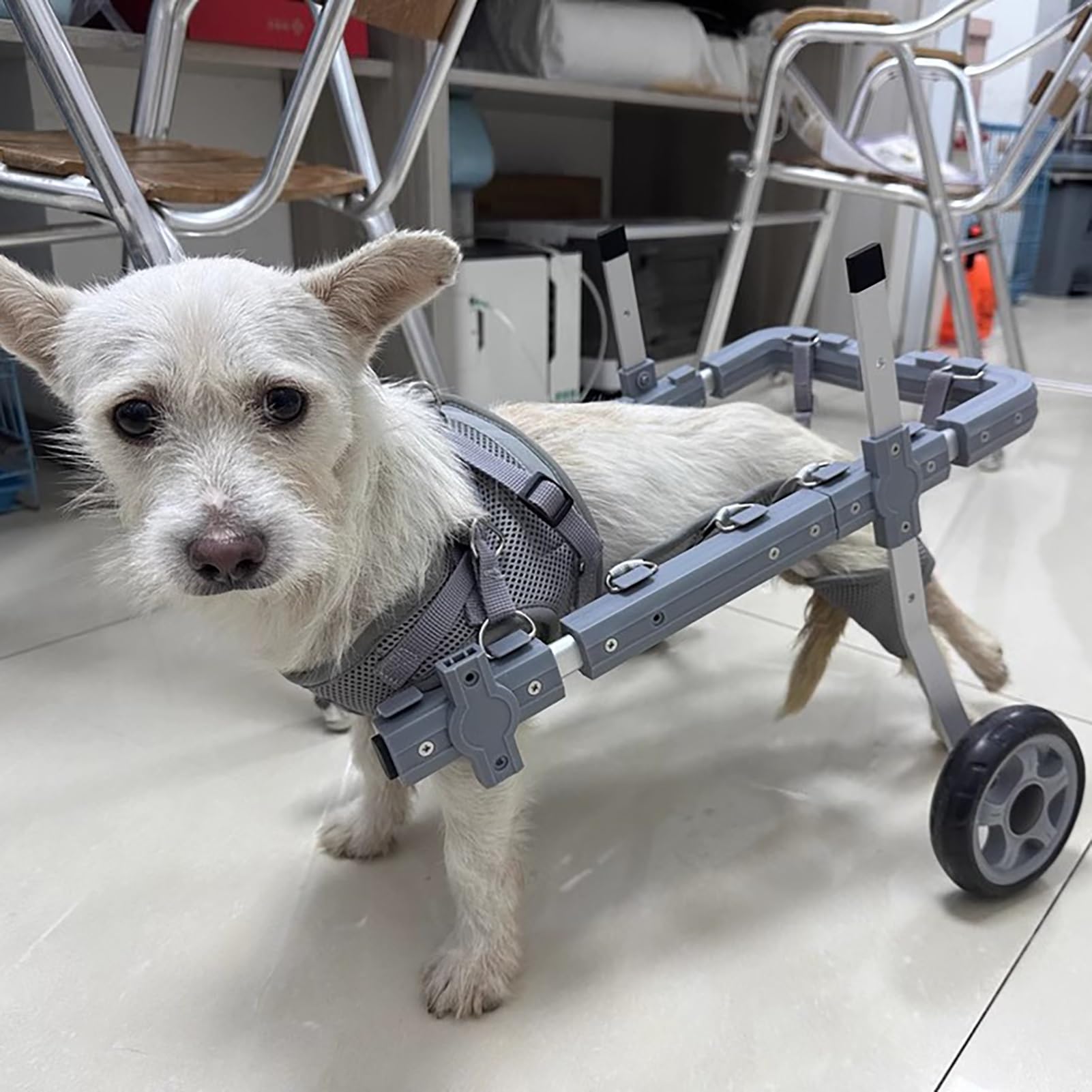 Sprzęt rehabilitacyjny dla zwierząt domowych Lekki wózek dla psa/samochodu z funkcją wspomagania chodzenia, 6 kółek, urządzenie wspomagające mobilność zwierząt domowych, orteza na nogi i biodra(L)