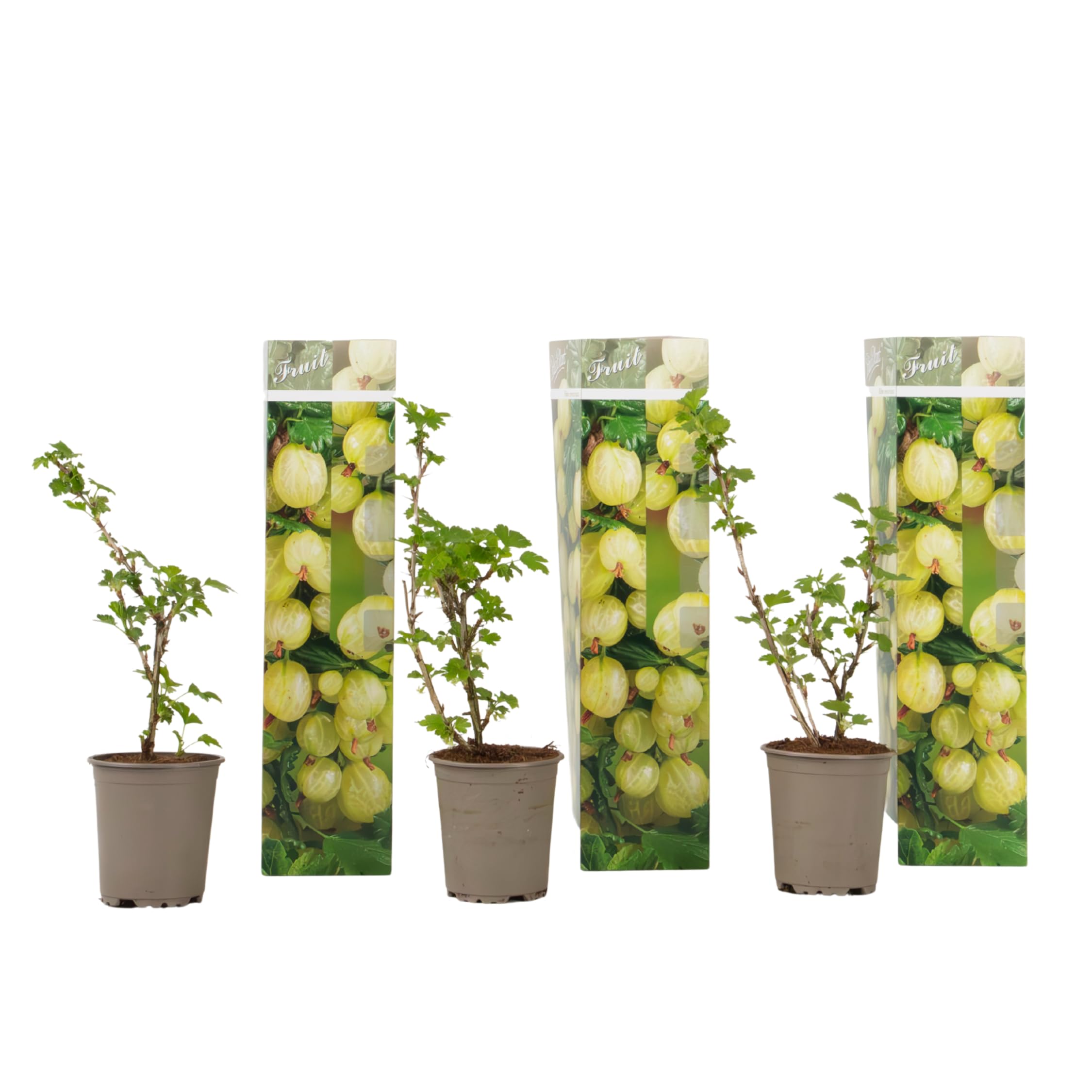 Plant in a Box - Grosella espinosa - 3 piezas - Ribes uva- crispa - Altura 25-40cm - ⌀9cm