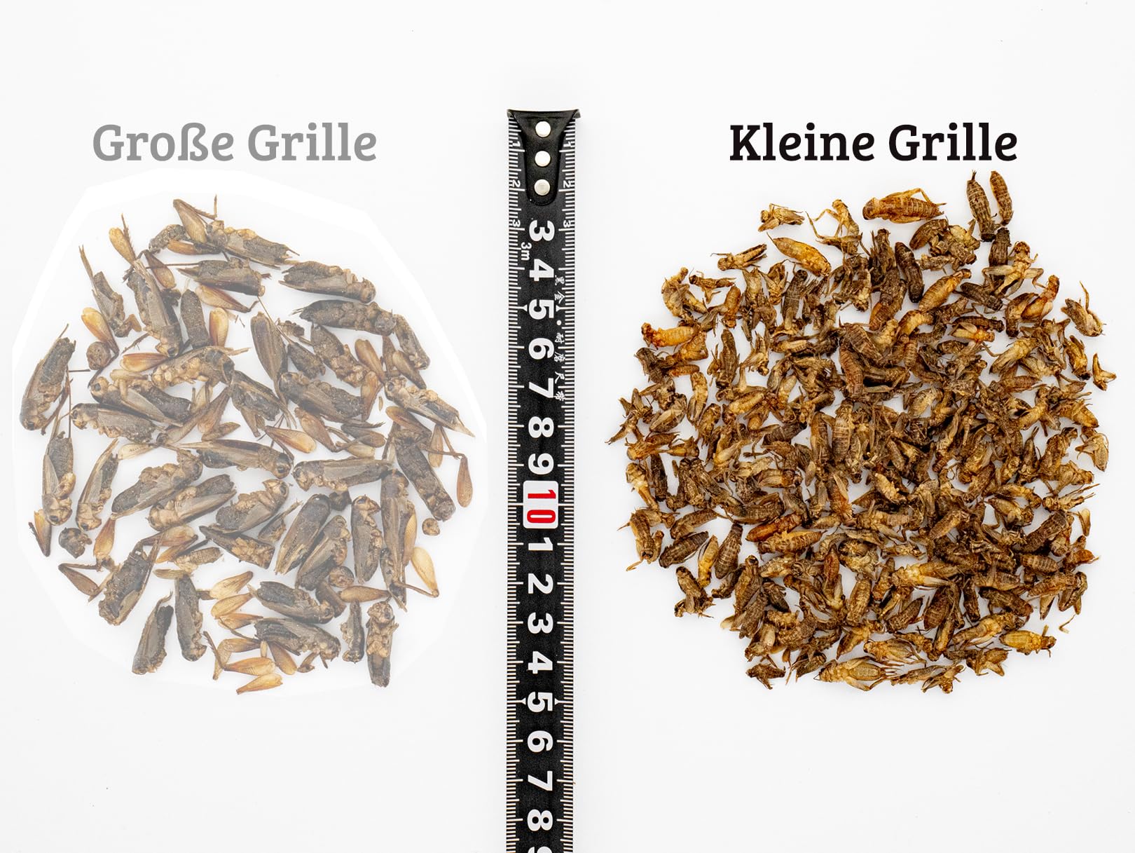UGF - Suszone małe świerszcze - 80 g w wiaderku 500 ml, Owady świerszcze, Karma dla ptaków dzikich (całoroczna), Karma dla żółwi, Karma dla jeży, Karma dla jaszczurek, Karma dla ryb
