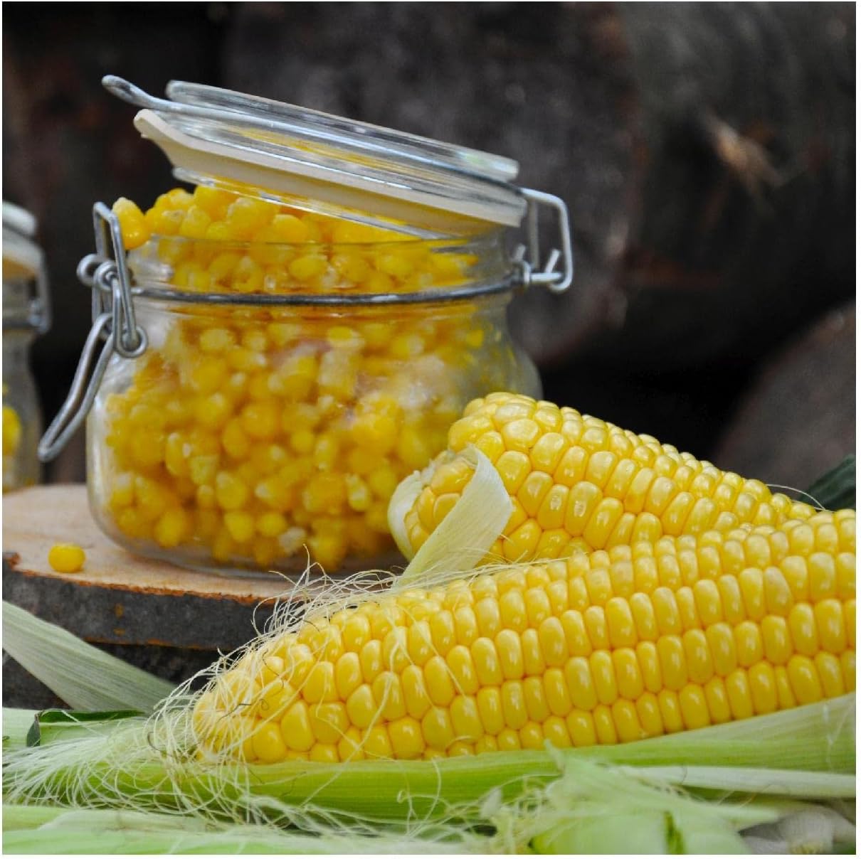 Everwilde Farms - 1 Lb Kandy Korn Hybrid Sweet Corn Seeds - Gold Vault