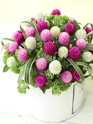 Miniatura 4 de Globo Amaranto Gomphrena Globosa Mix Gomphrena Bola de Pompón Esférica Botón de Soltero 35+ Semillas