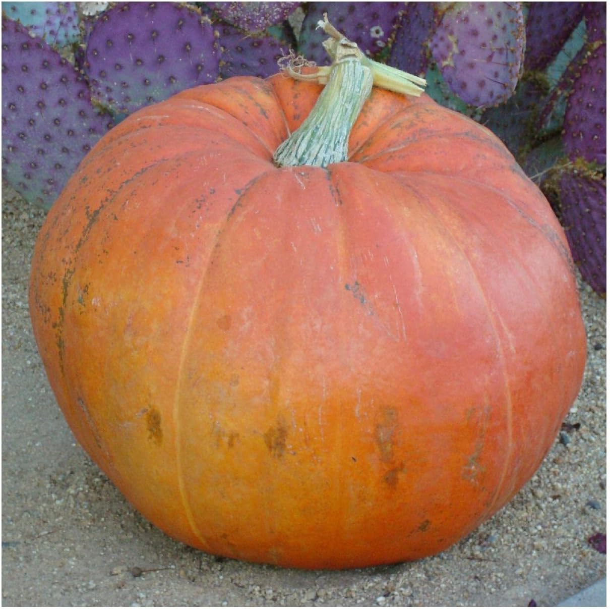 Everwilde Farms - 1 Lb Big Max Pumpkin Seeds - Gold Vault