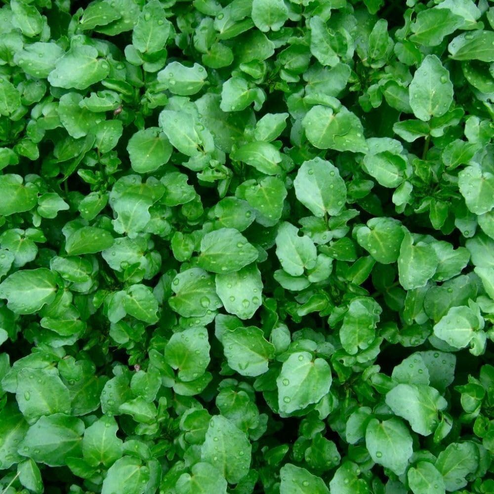 KVITER 500 Seeds Watercress Seeds True Watercress Chinese