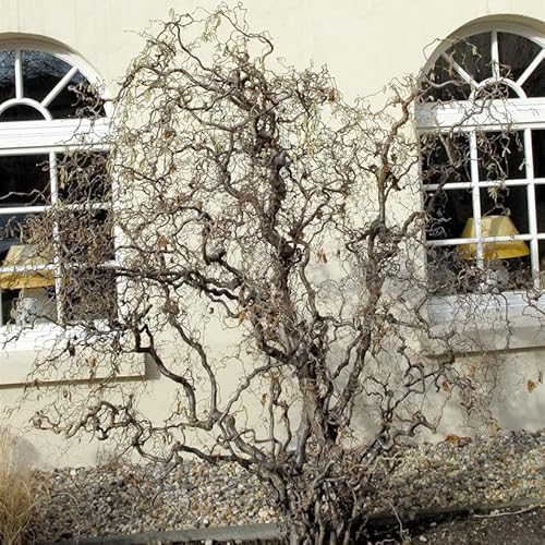 Korkenzieher Hasel 100-125cm - Corylus avellana