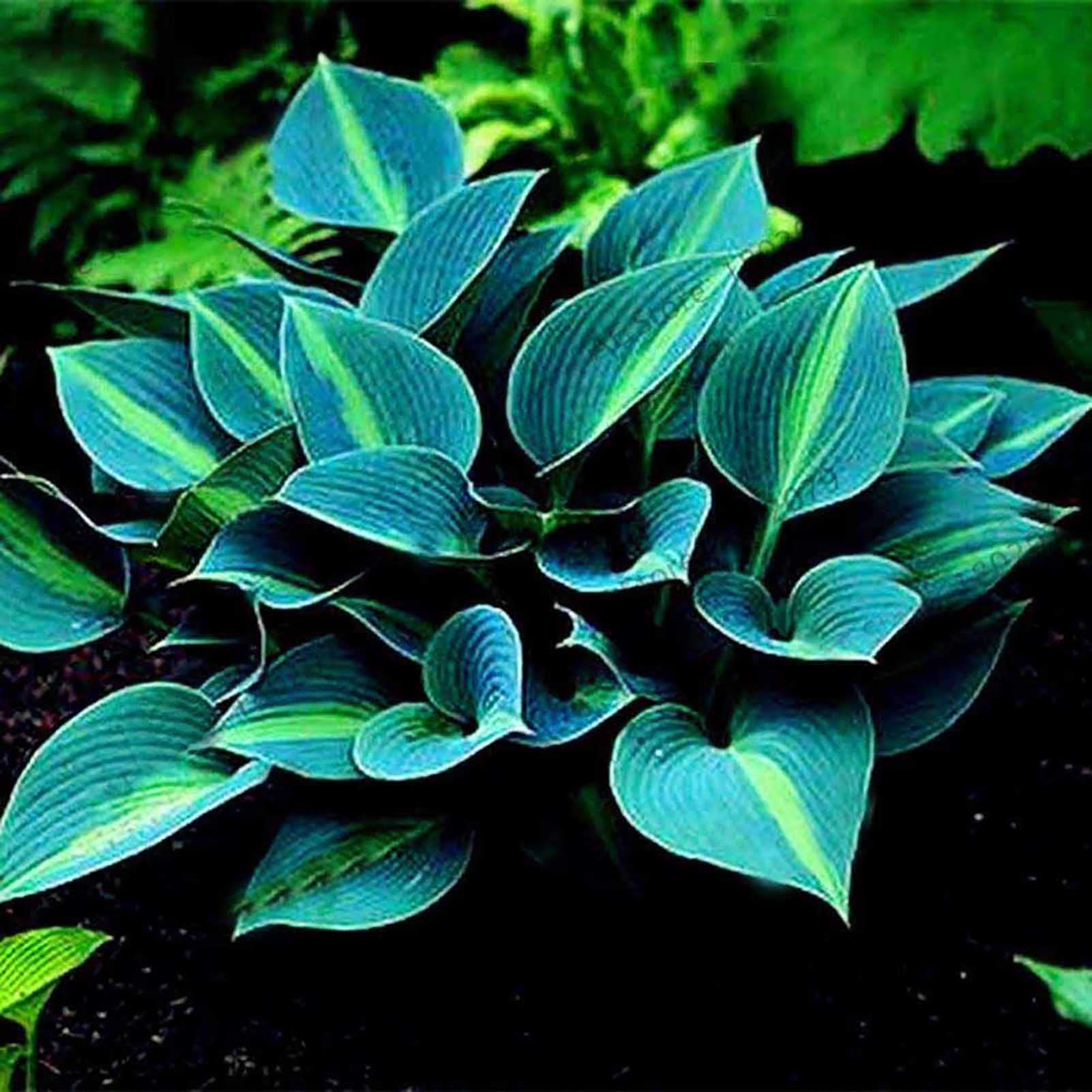 YAYOYO200Pcs Large Pack of Hosta Seeds DIY Home Garden Decorative Plants Mixed Color Hosta Plantaginea Bonsai Seeds Blue Hosta Seeds