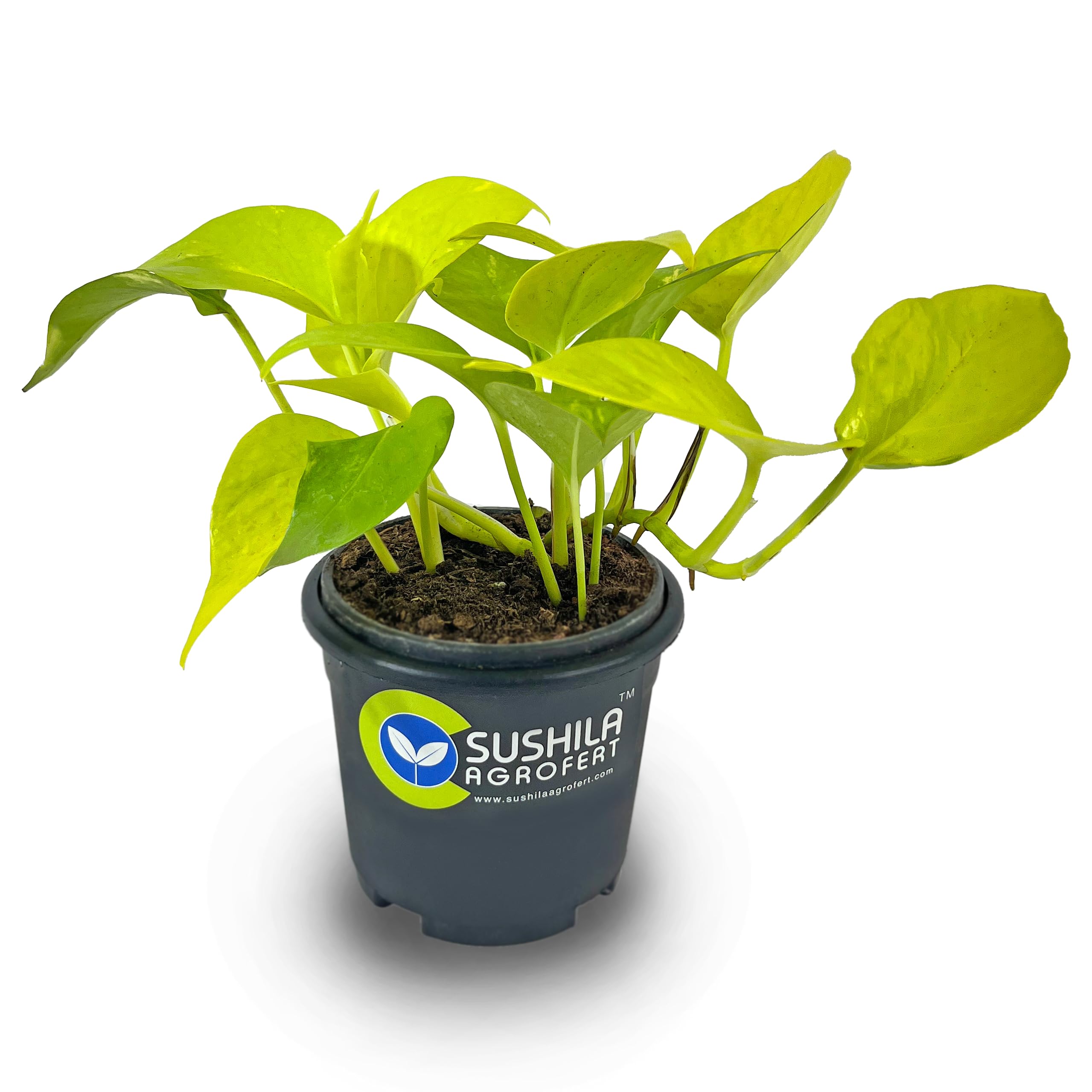 Golden Money Plant - Good Luck & Easy Care -7 Golden Money Plant - Good Luck & Easy Care -7