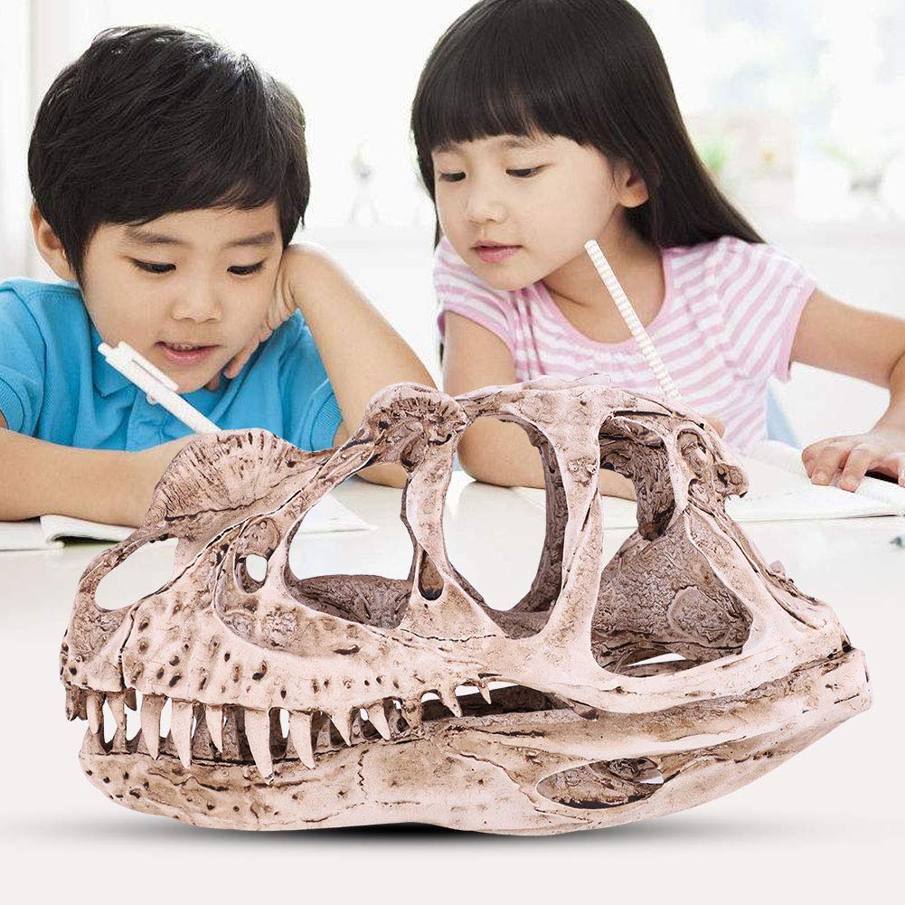 Modello Di Teschio Di Dinosauro In Resina Scheletro Animale Simulato Home Office Decor Craft Insegnamento Prop