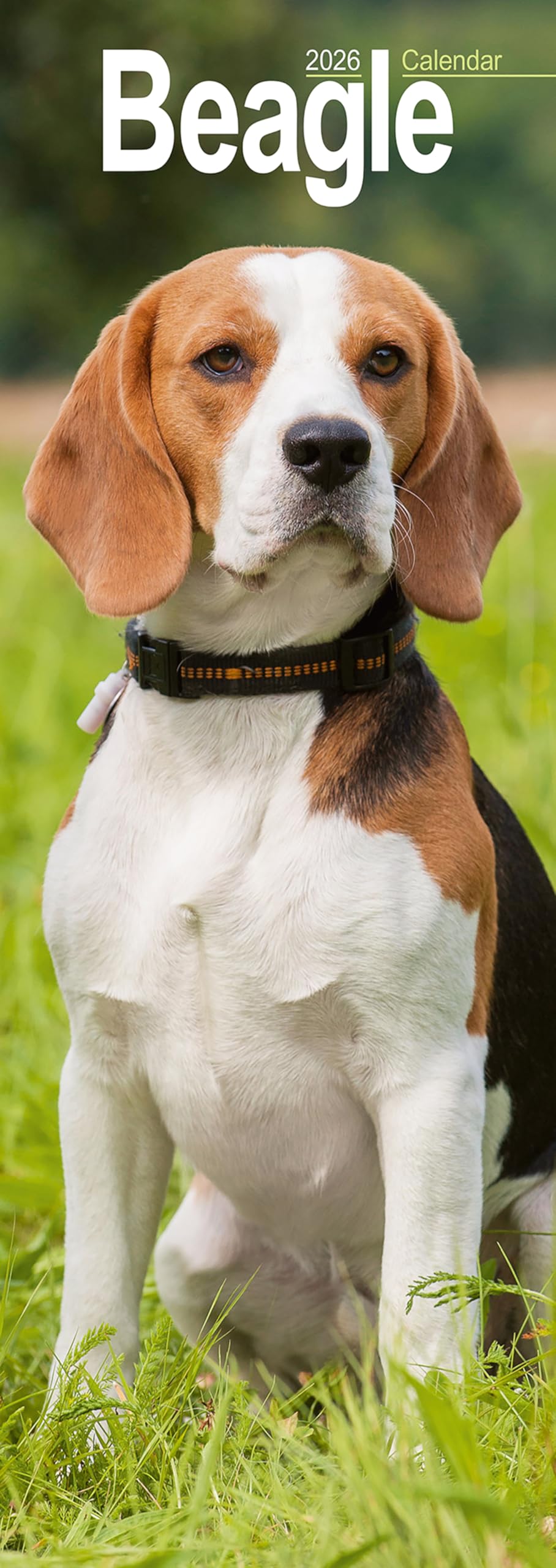 Beagle Slim 2026 Calendar | Slimline Wall Calendar | Dog Breed Gift | Plastic Free Packaging | by Avonside Publishing