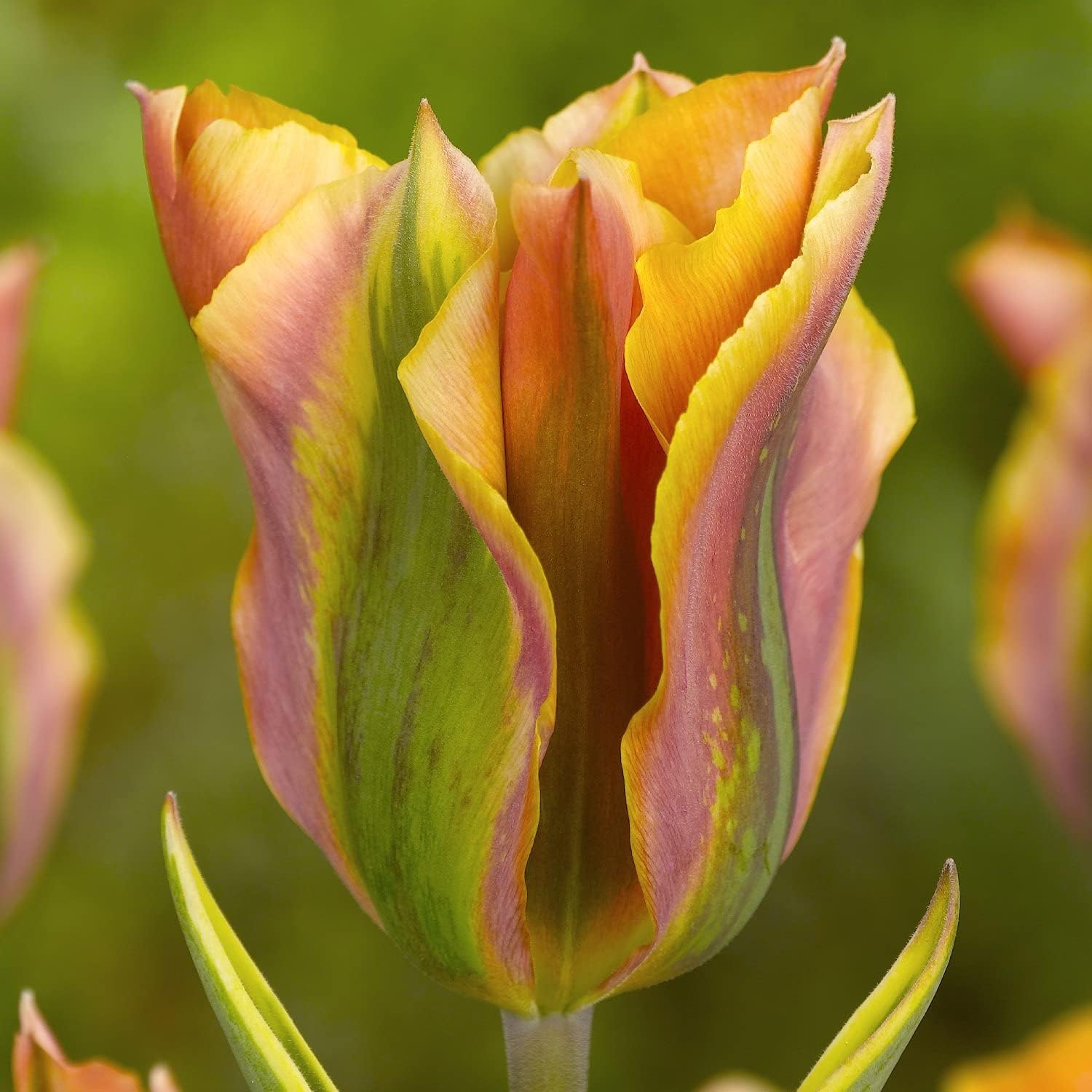 25 Bulbos De Tulipán Viridiflora Mezclados - Variedad Holandesa Con Al Menos 5 Colores Diferentes, Resistentes Al Invierno Y Perennes. Ideal Para Jardín O Macetas.